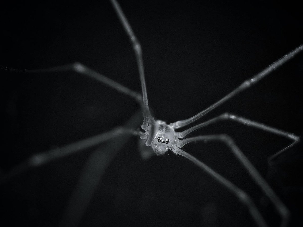 Объемный паук