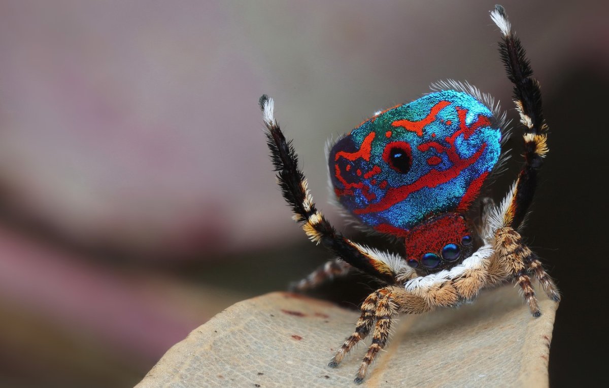 Паук Aranea Diadema