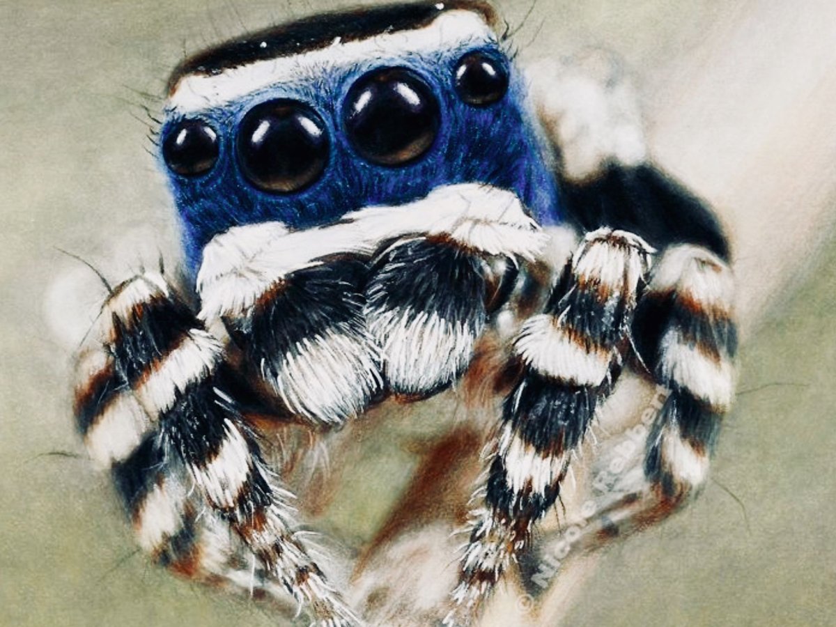 Паук Арахнид