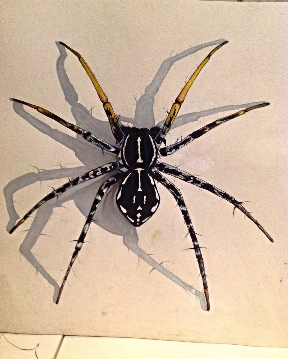 Паук Тарантул на белом фоне