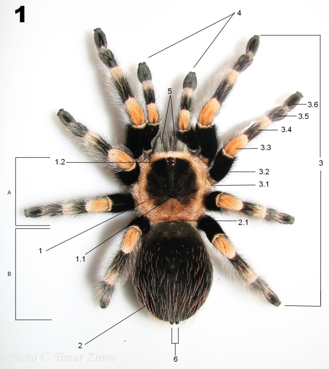Паук из алюминиевой проволоки