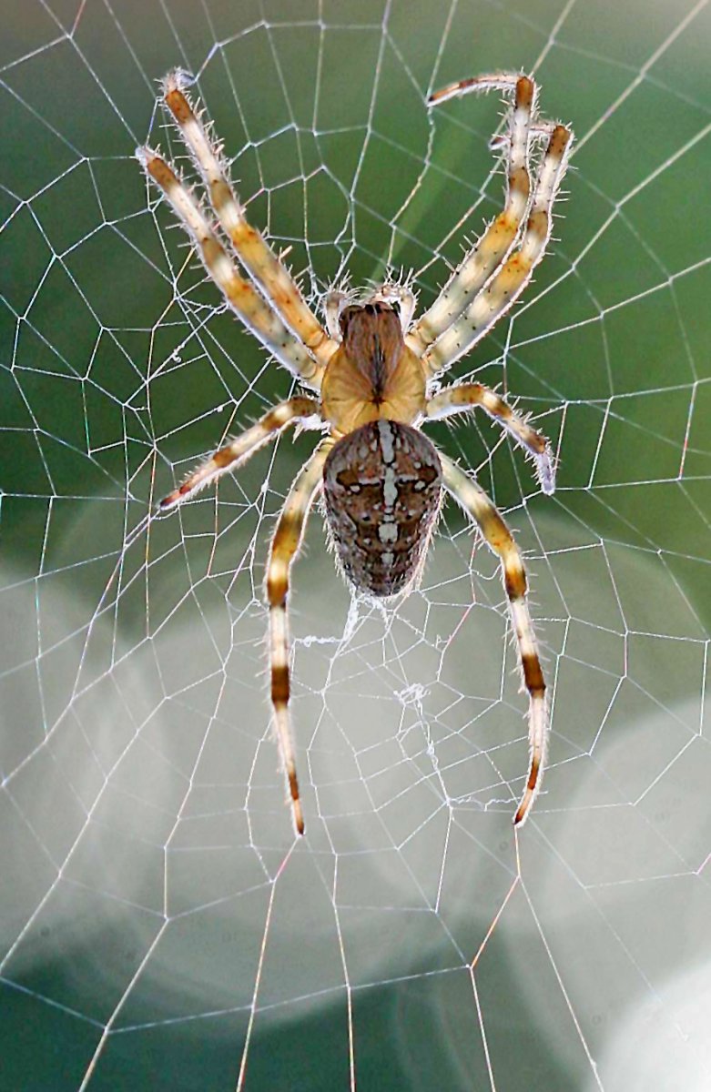 Поделка паучок из бумаги