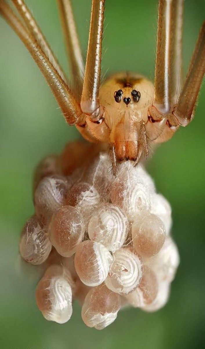 Паук Божья коровка (Eresus cinnaberinus)