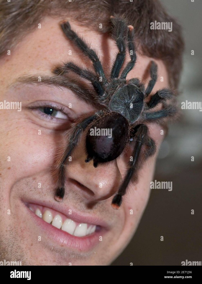 Паучонок Лукас