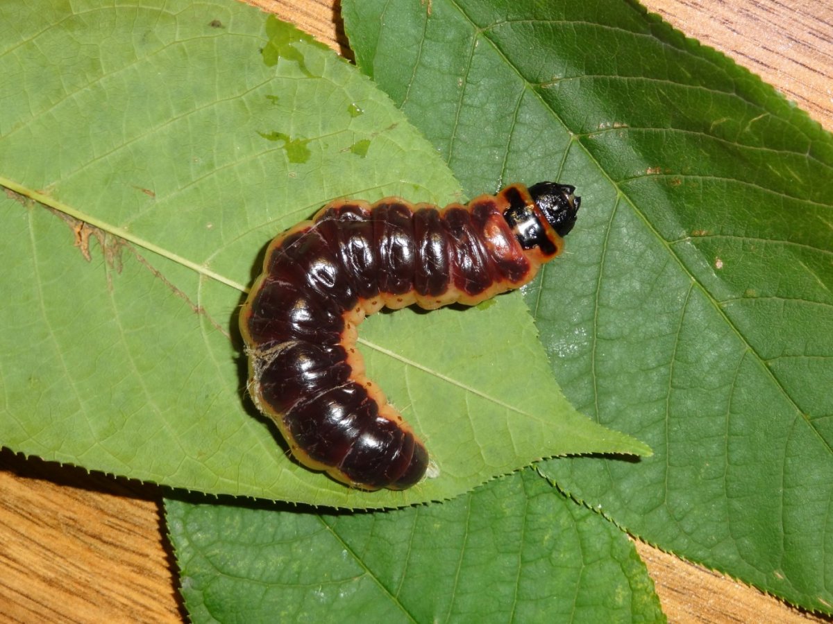 Ивовый древоточец гусеница