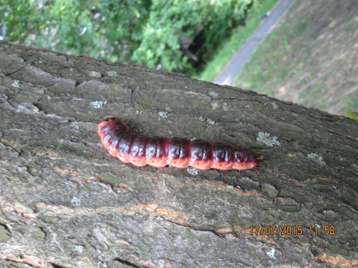 Зеленая гусеница древоточец