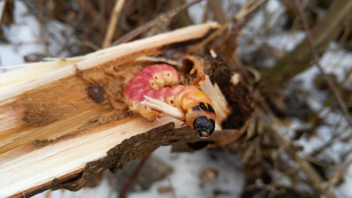 Личинка жука древоточца