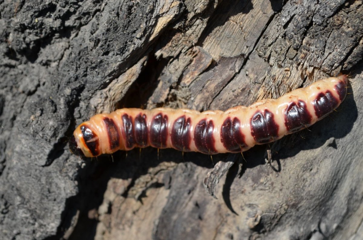 Древоточец пахучий гусеница