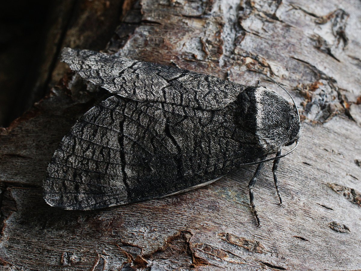 Гусеница жука древоточца