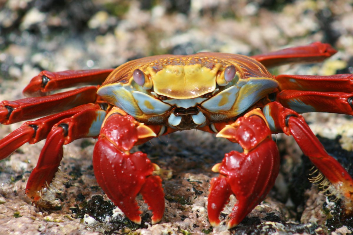 Мадагаскарский краб