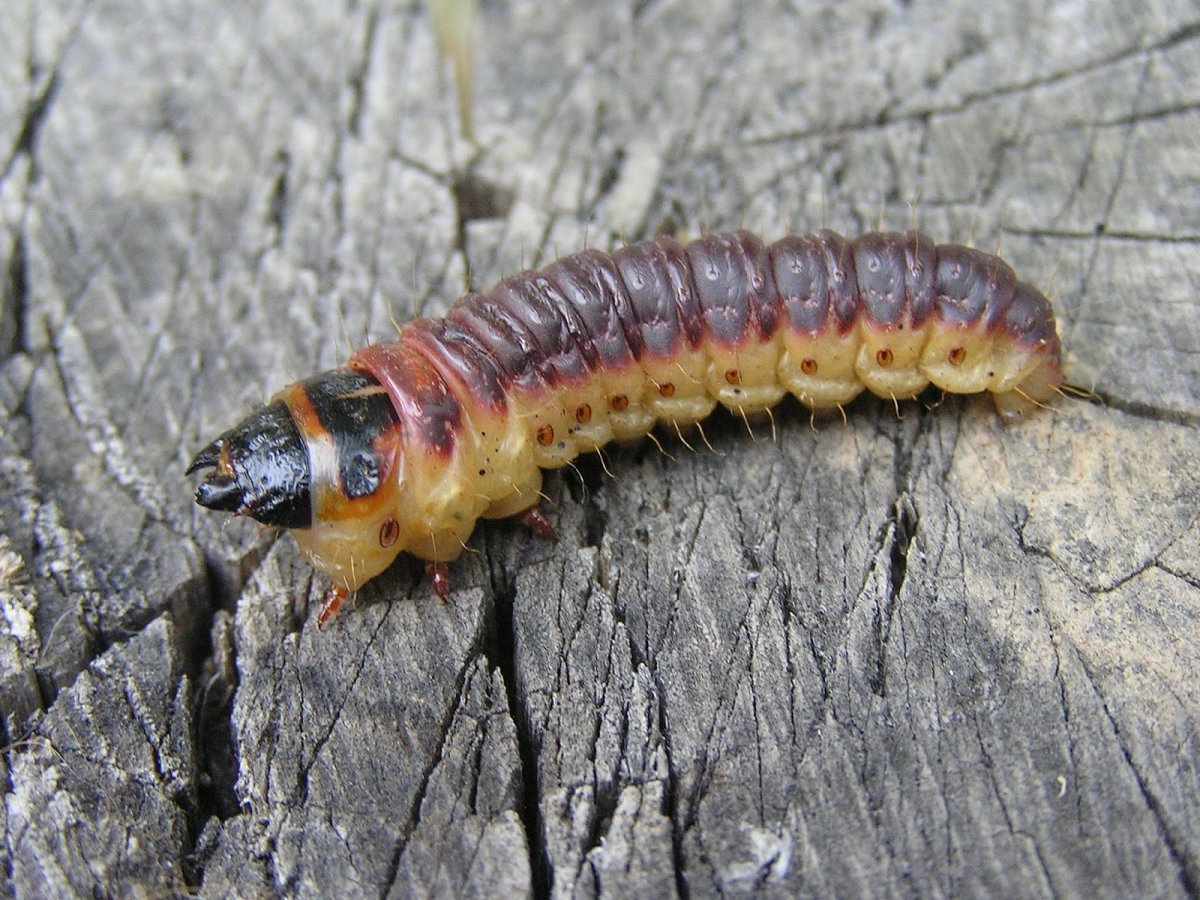 Древоточец ивовый бабочка