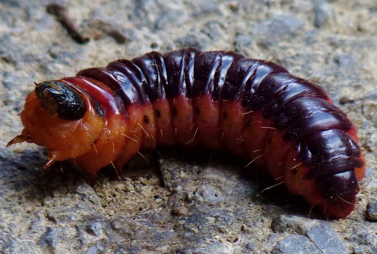 Ивовый древоточец гусеница