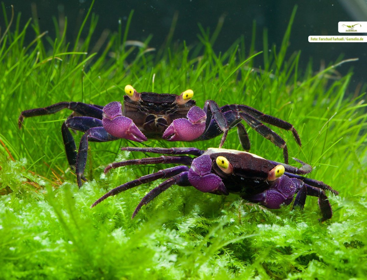 Краб-вампир (Geosesarma Dennerle)