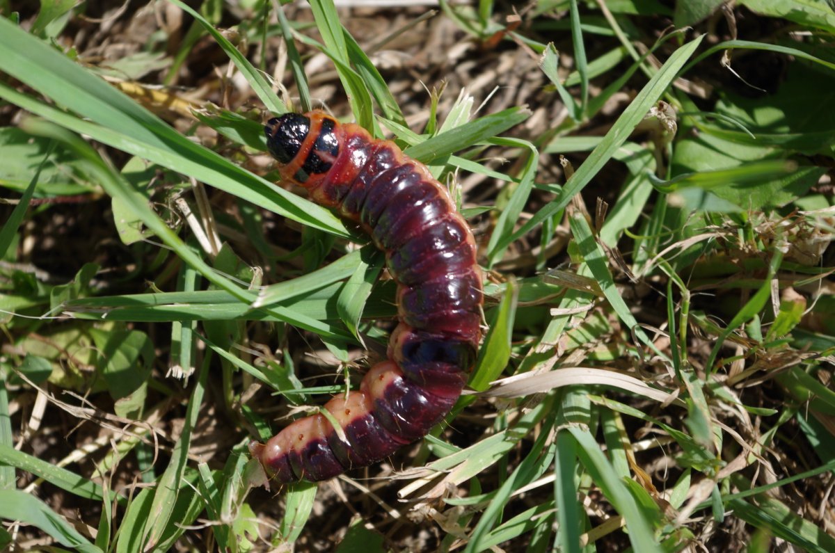 Ивовый древоточец гусеница