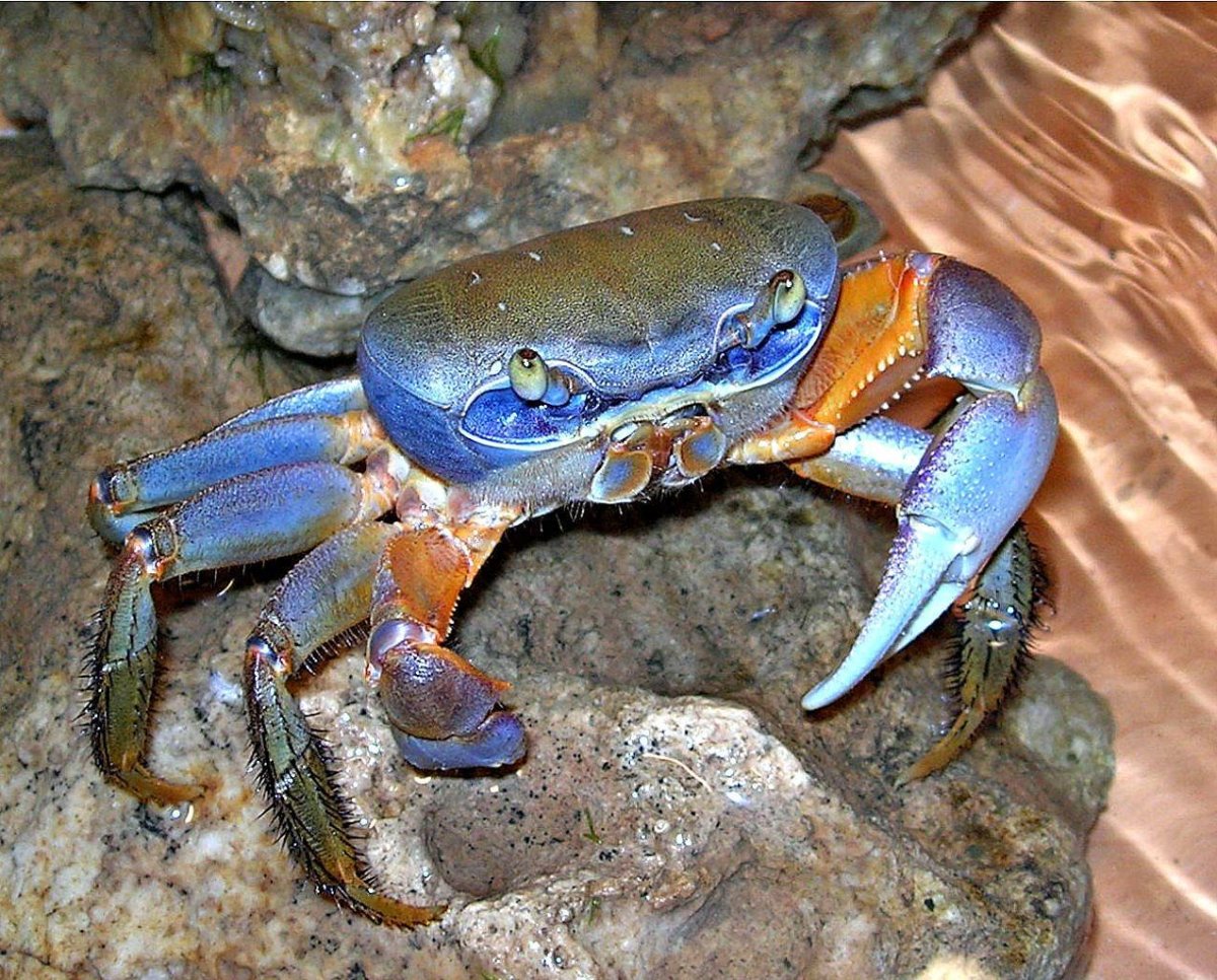 Краб травянка