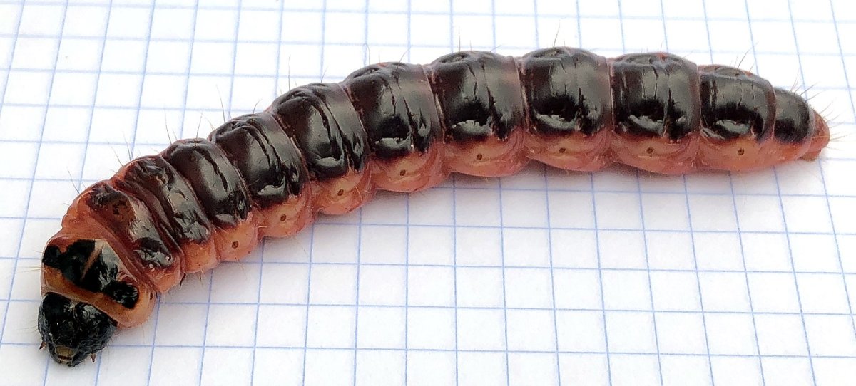 Большая восковая моль гусеница