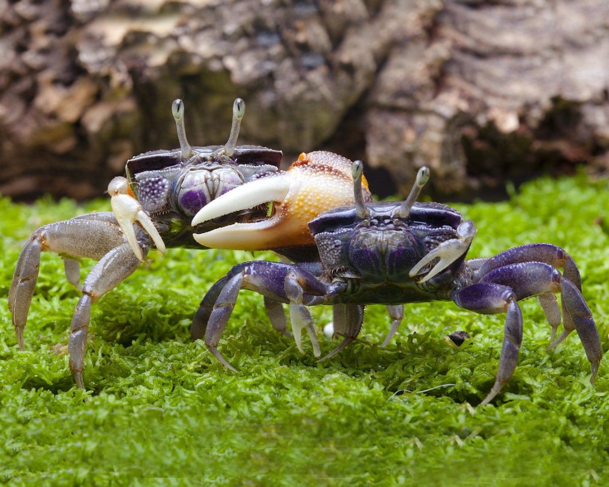 Рак-отшельник оранжево-красный