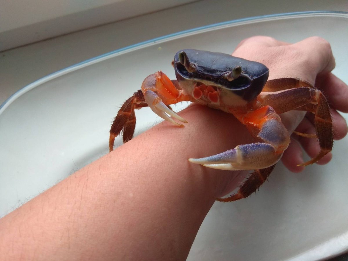 Краб на рифе