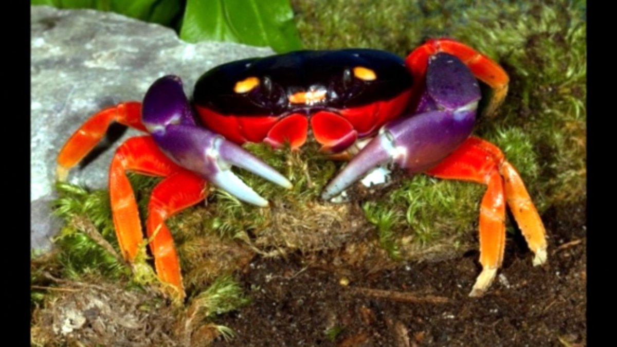 Радужный мангровый краб