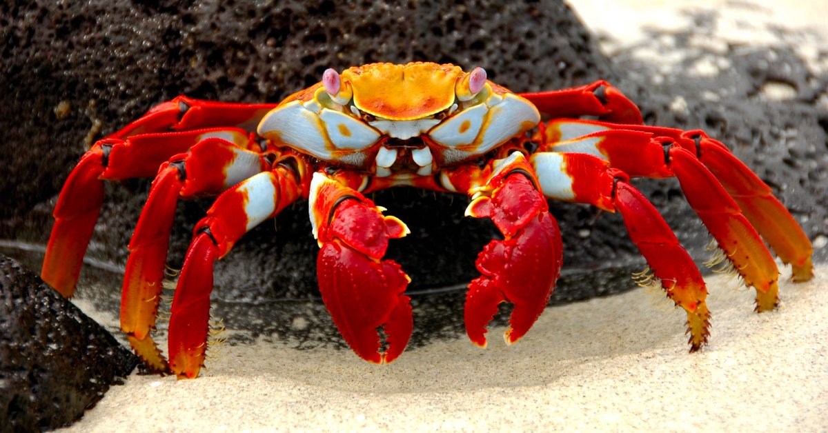 Краб манильщик