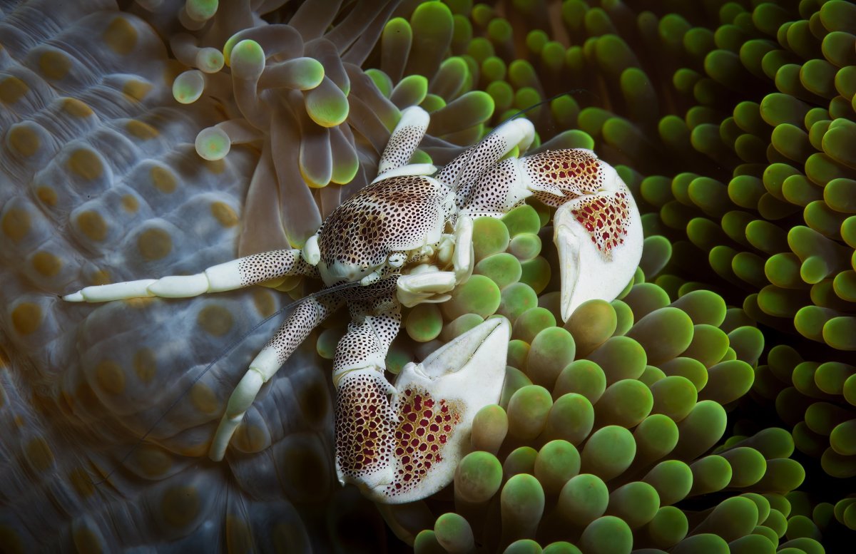 Краб анемоновый пятнистый