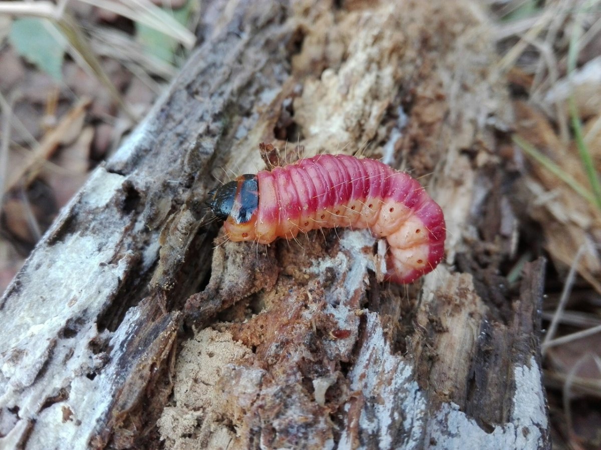 Большая красная гусеница древоточец