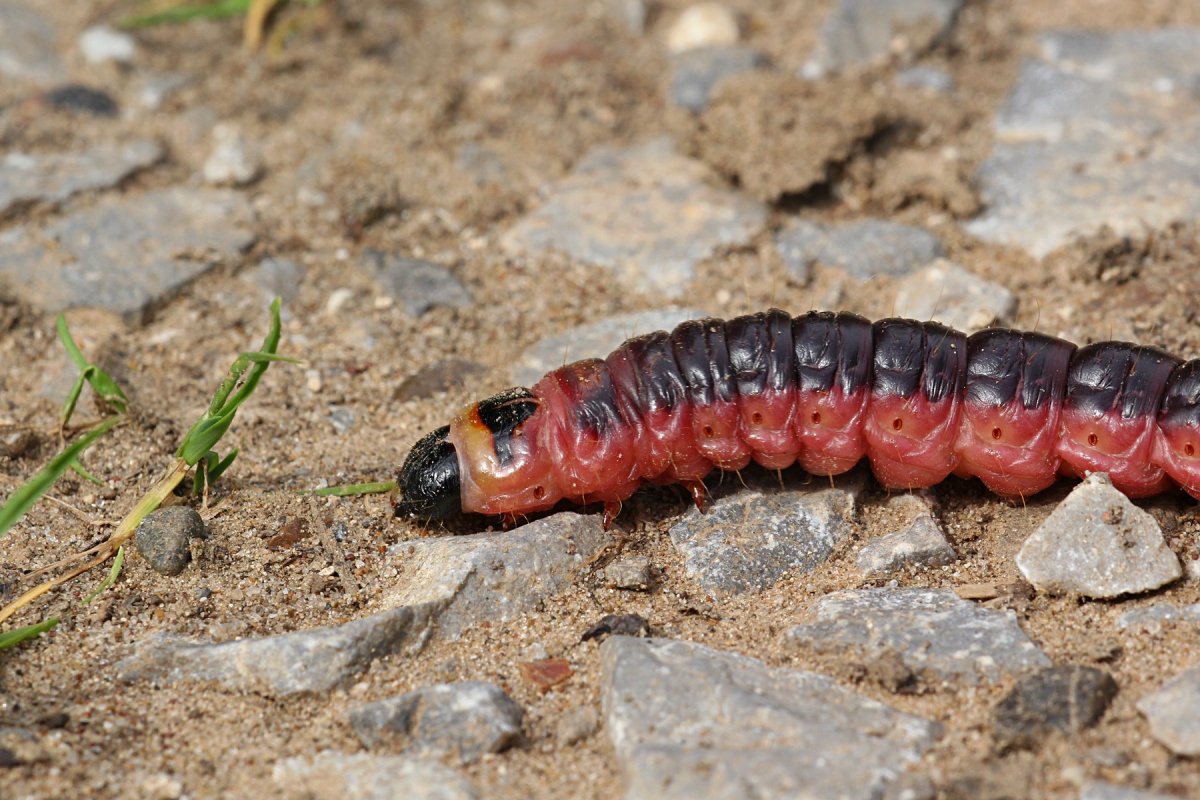 Древоточец пахучий гусеница и бабочка