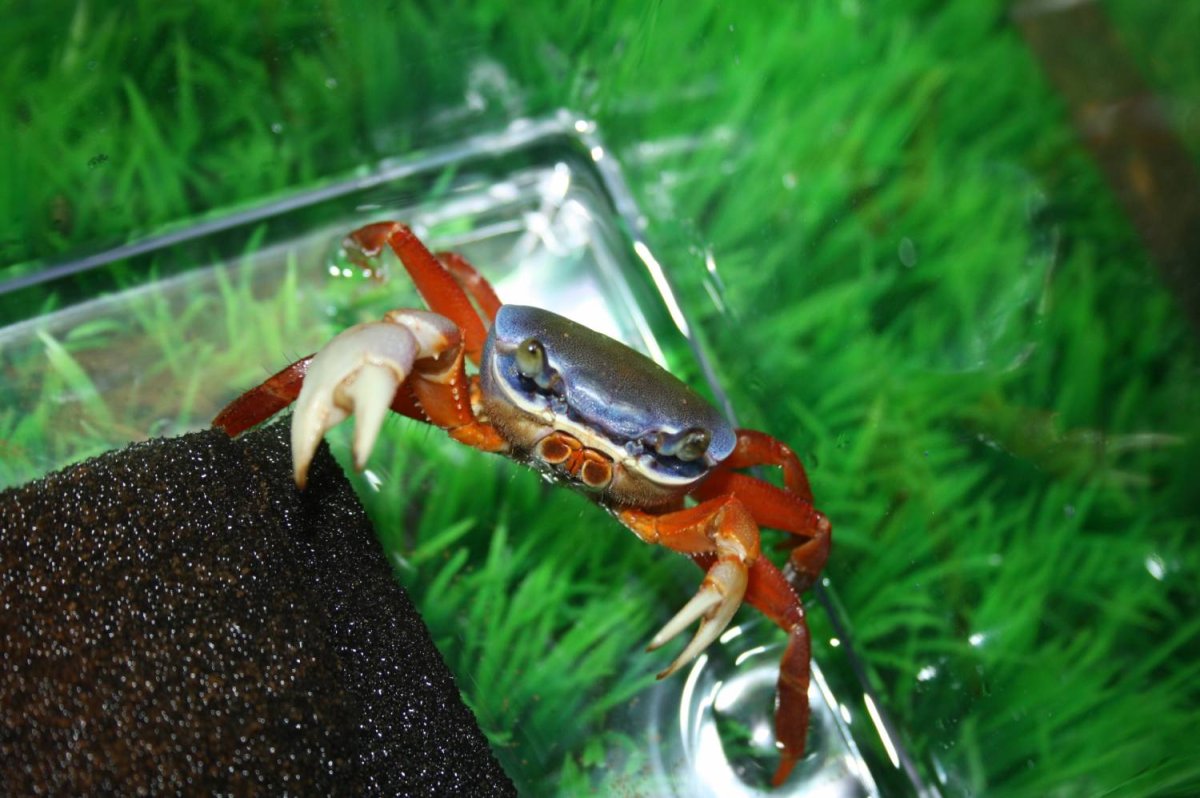 Краб Арлекин