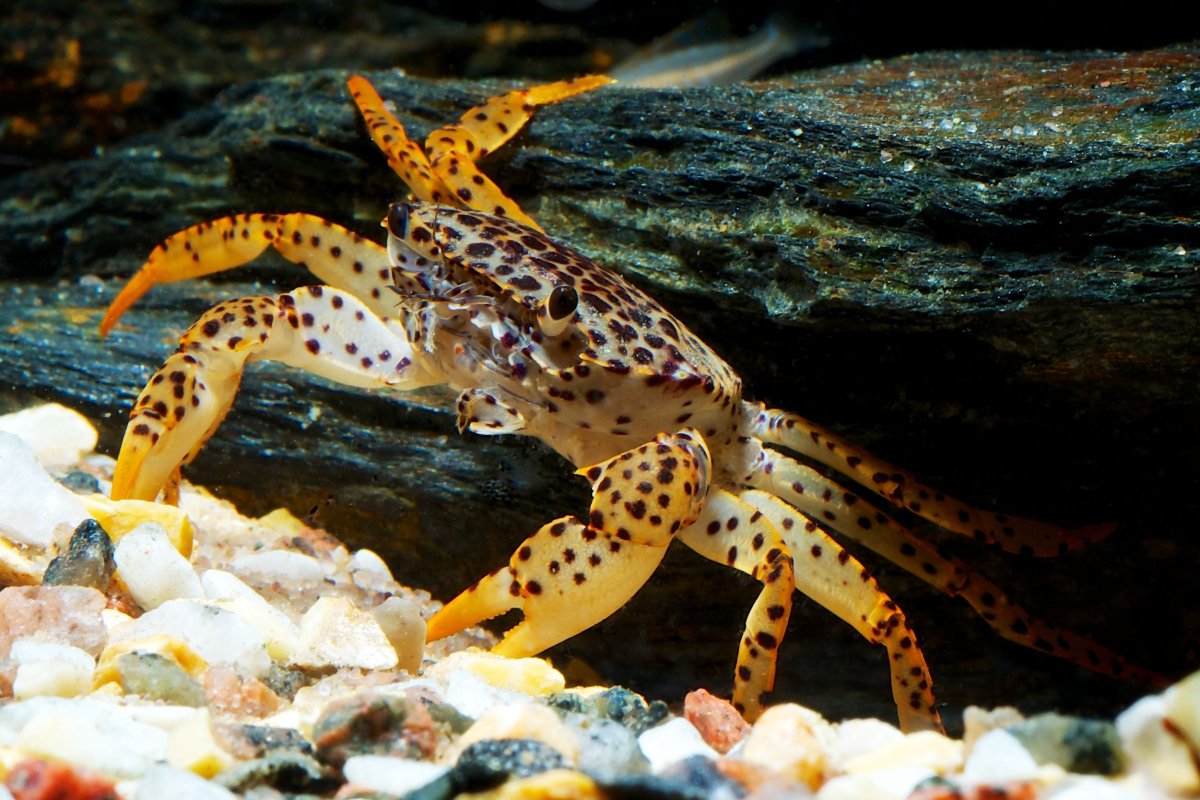 Limnopilos naiyanetri