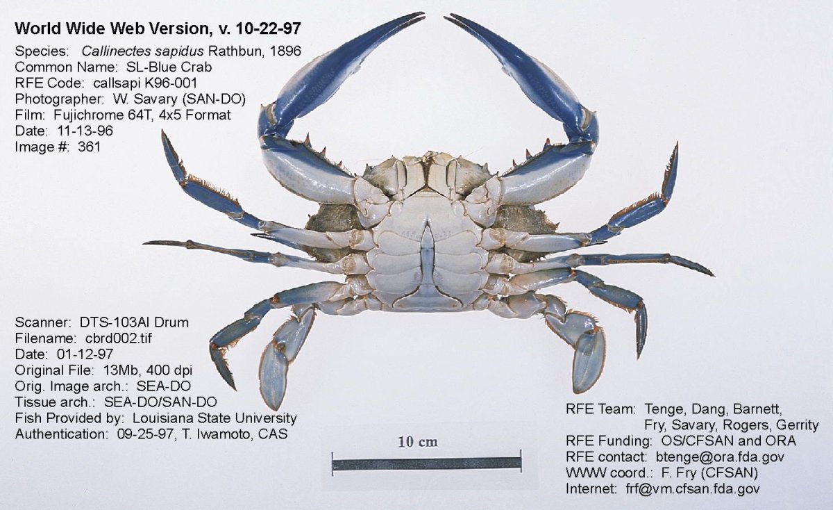 Голубой краб