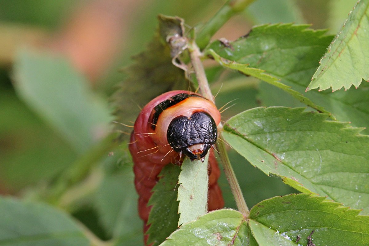 Древоточец пахучий бабочка