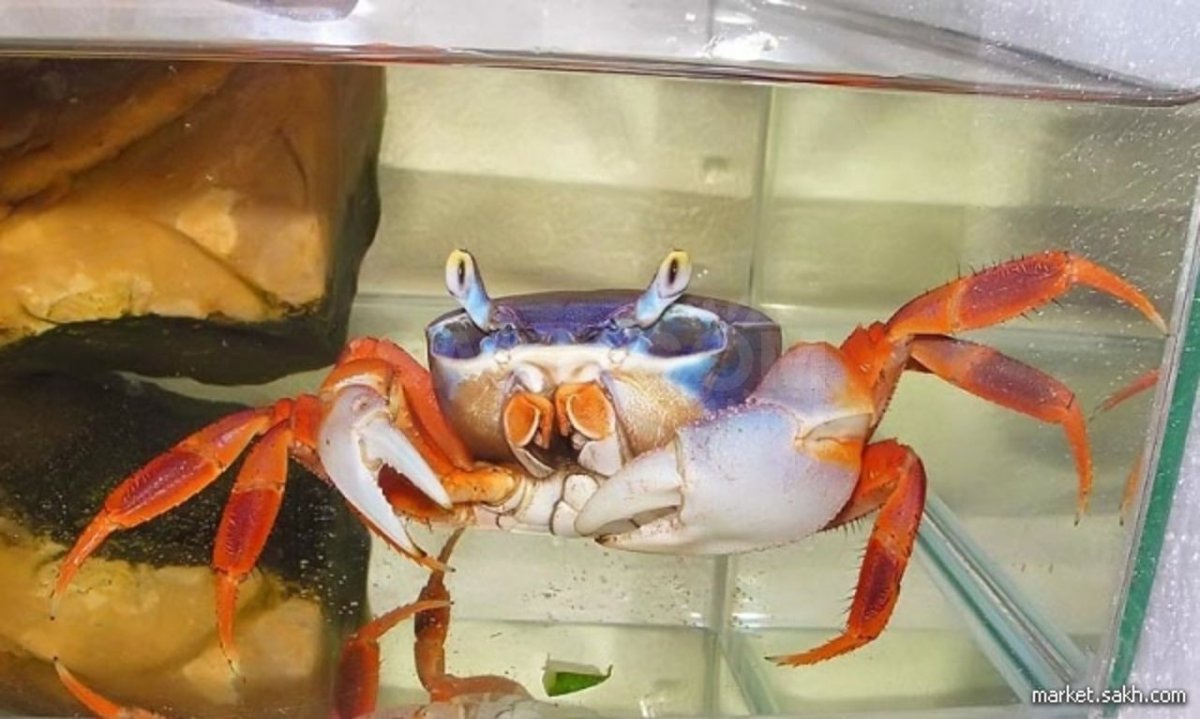 Фигурка Safari Ltd рак-отшельник 267529