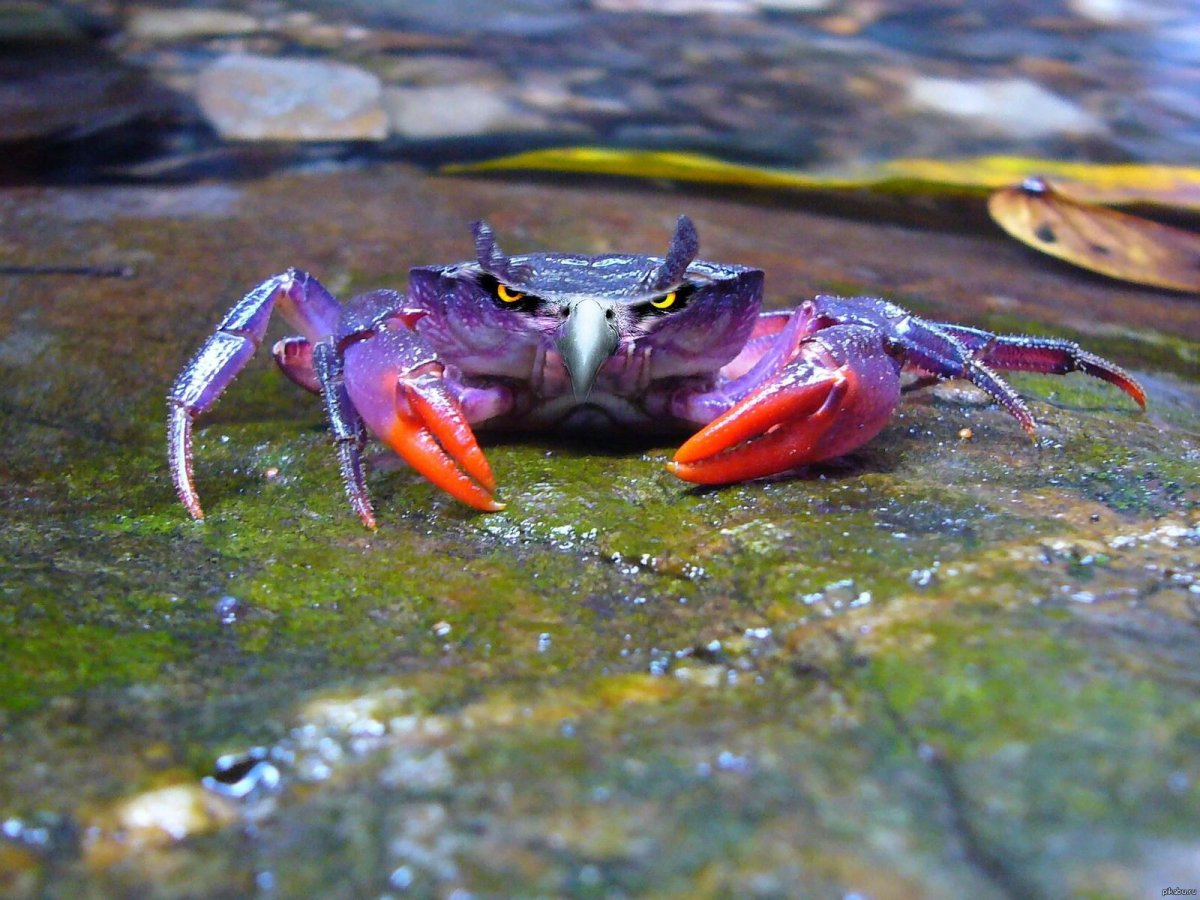Краб Матано пурпурный