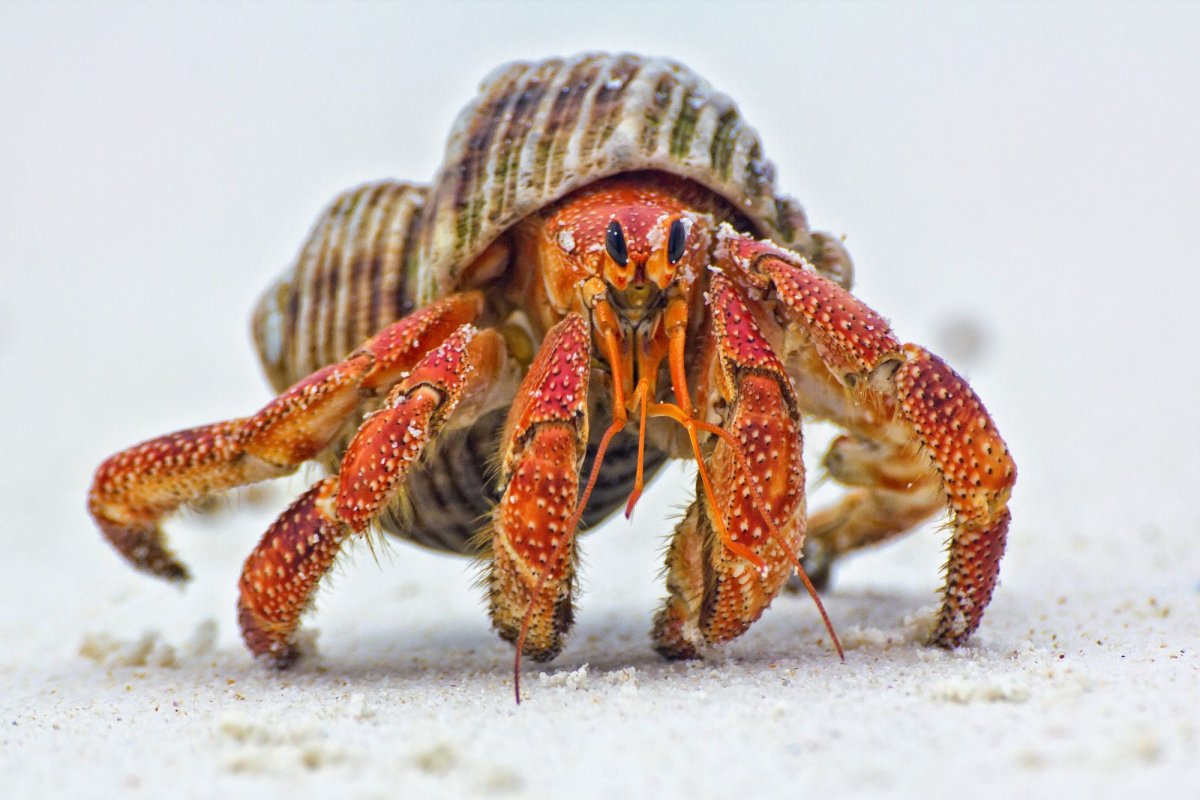 Geosesarma notophorum