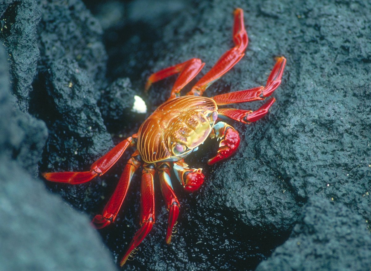 Креветки Крабы омары