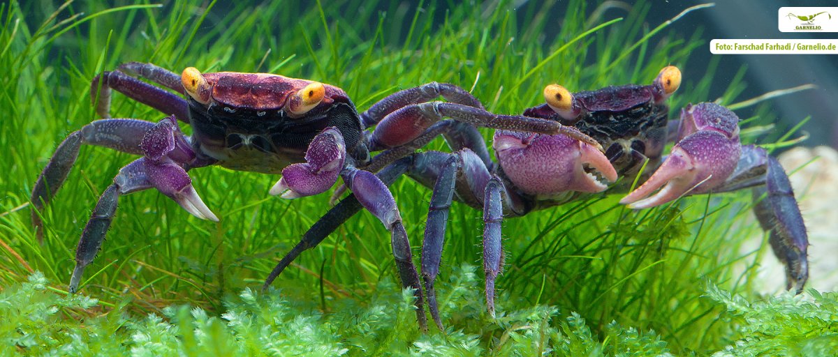 Краб вампир аквариумный