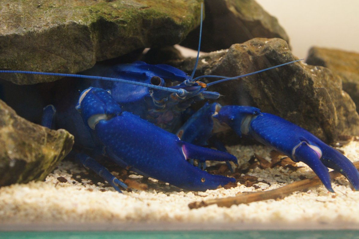 Краб домашний питомец