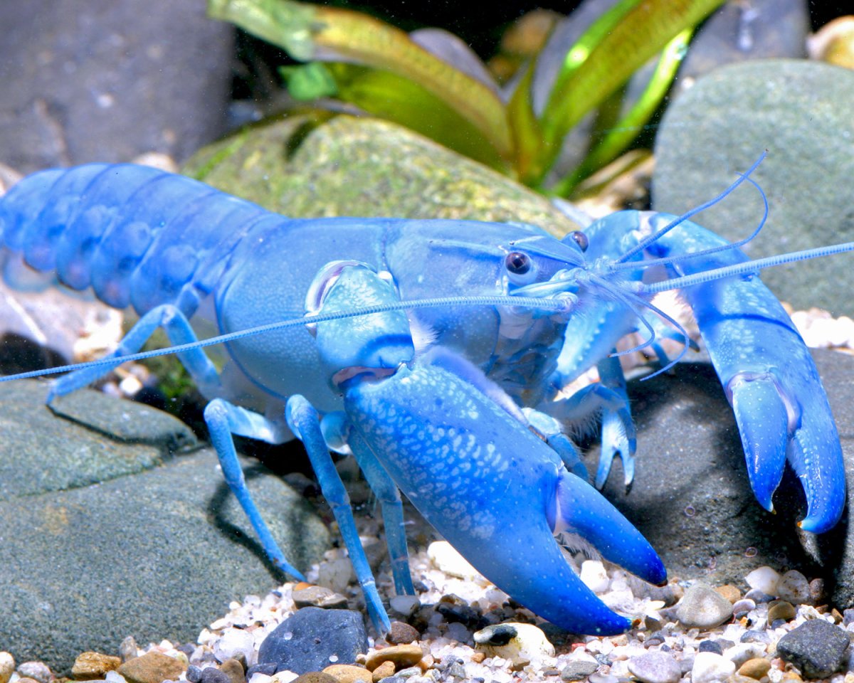 Флоридский лангуст