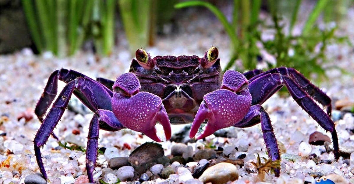 Краб бентос