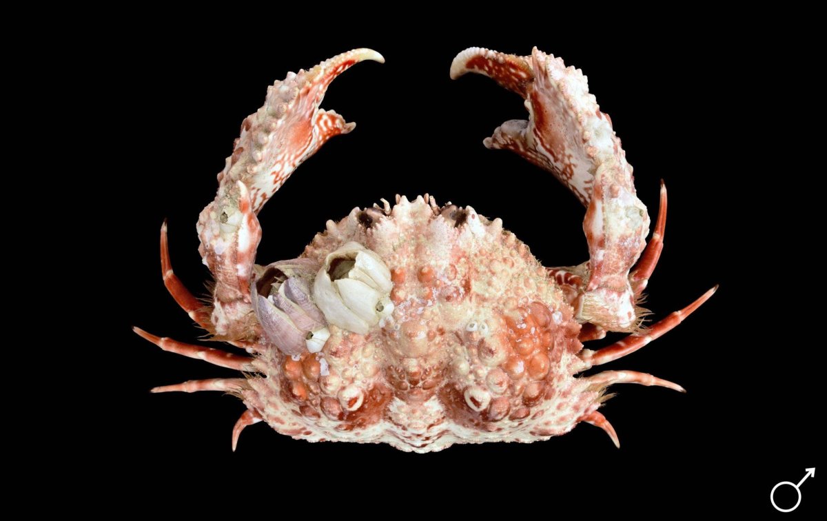 Краб изумрудный зеленый