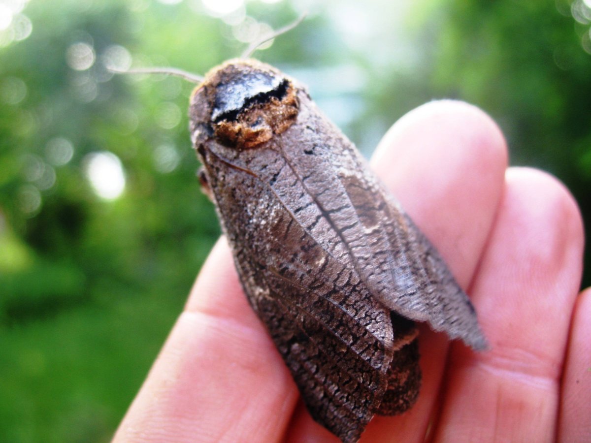 Древоточец пахучий личинка