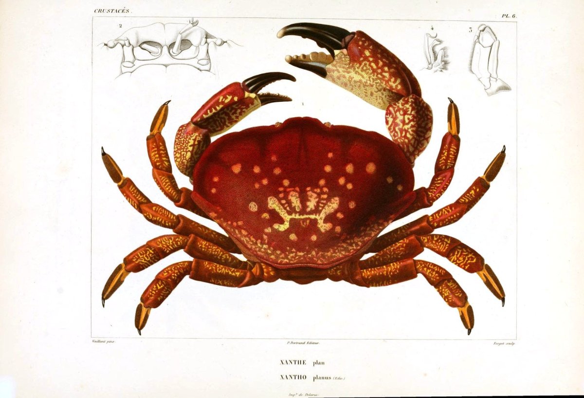 Актинии и рака-отшельника
