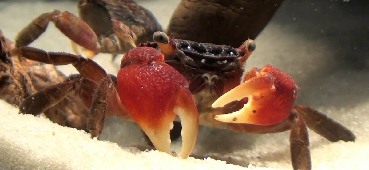 Краб фарфоровый анемоновый