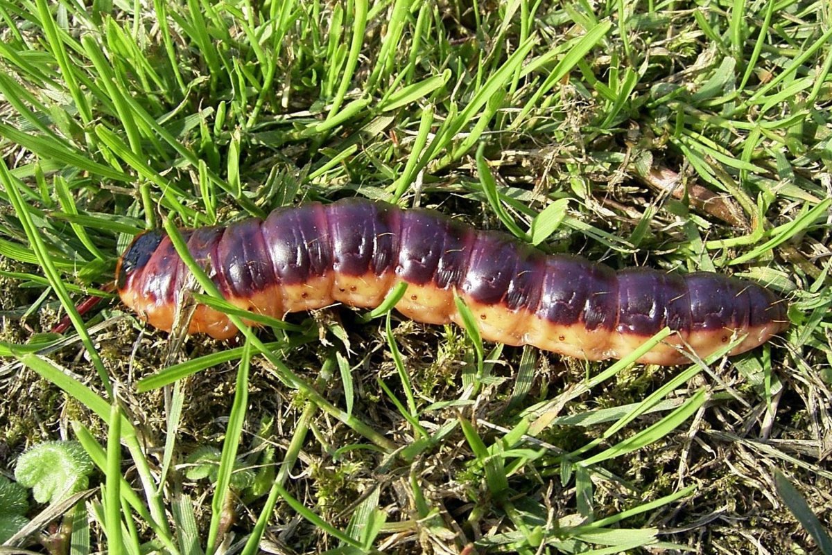 Короед гусеница древоточца