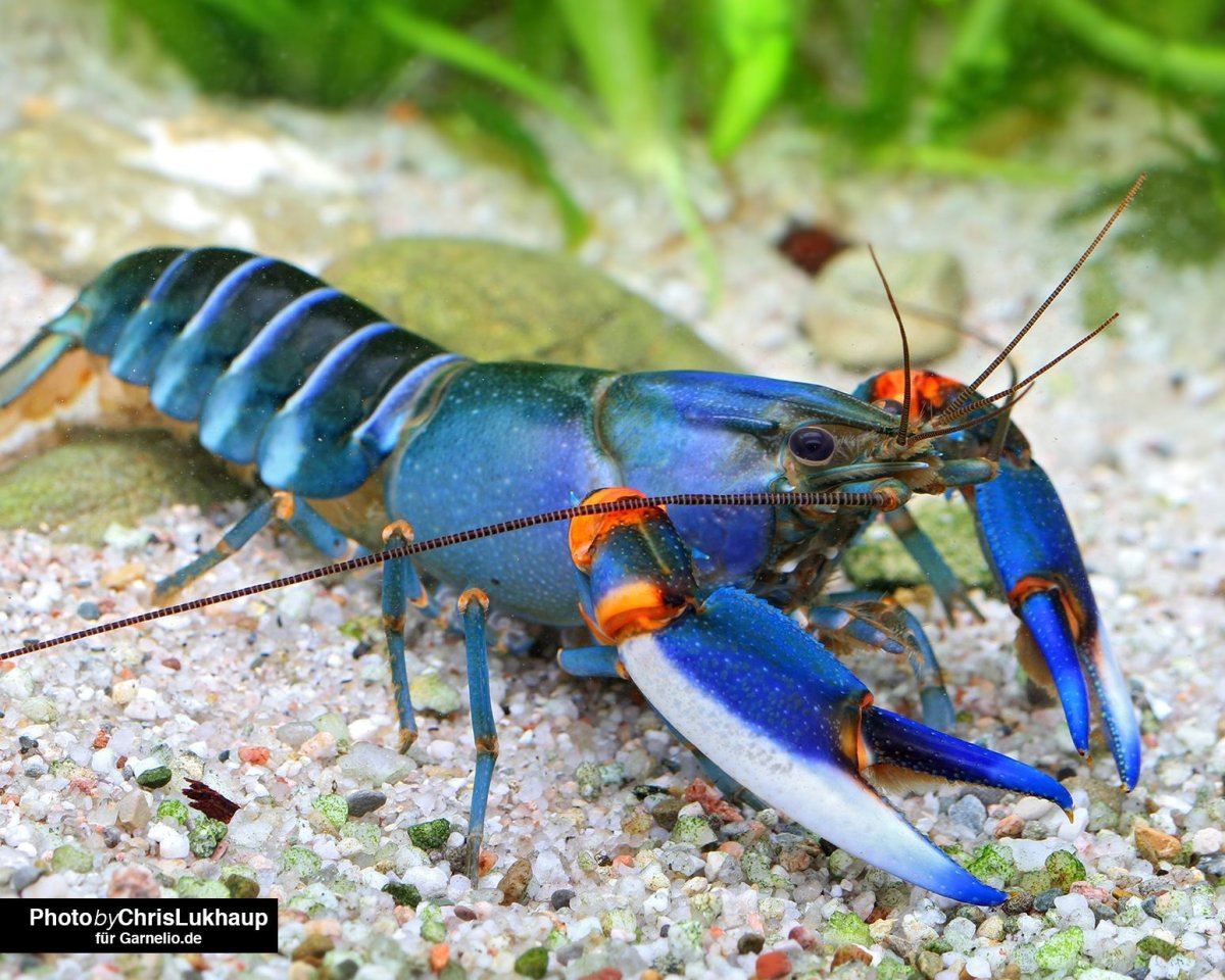 Радужный мангровый краб