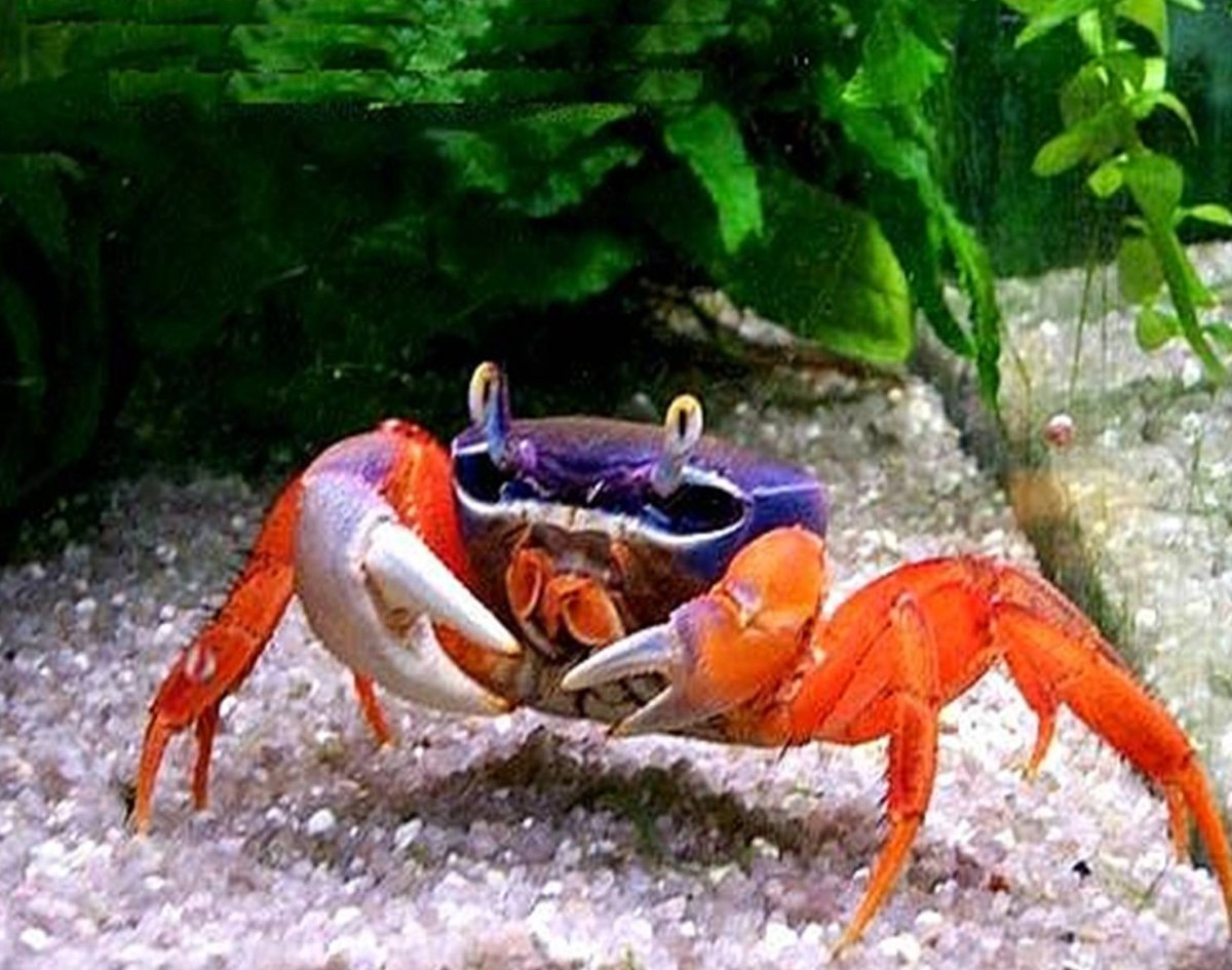 Анатомия краба