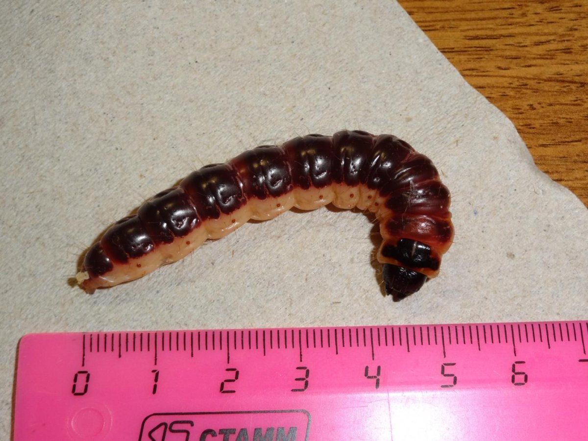 Коссус личинка