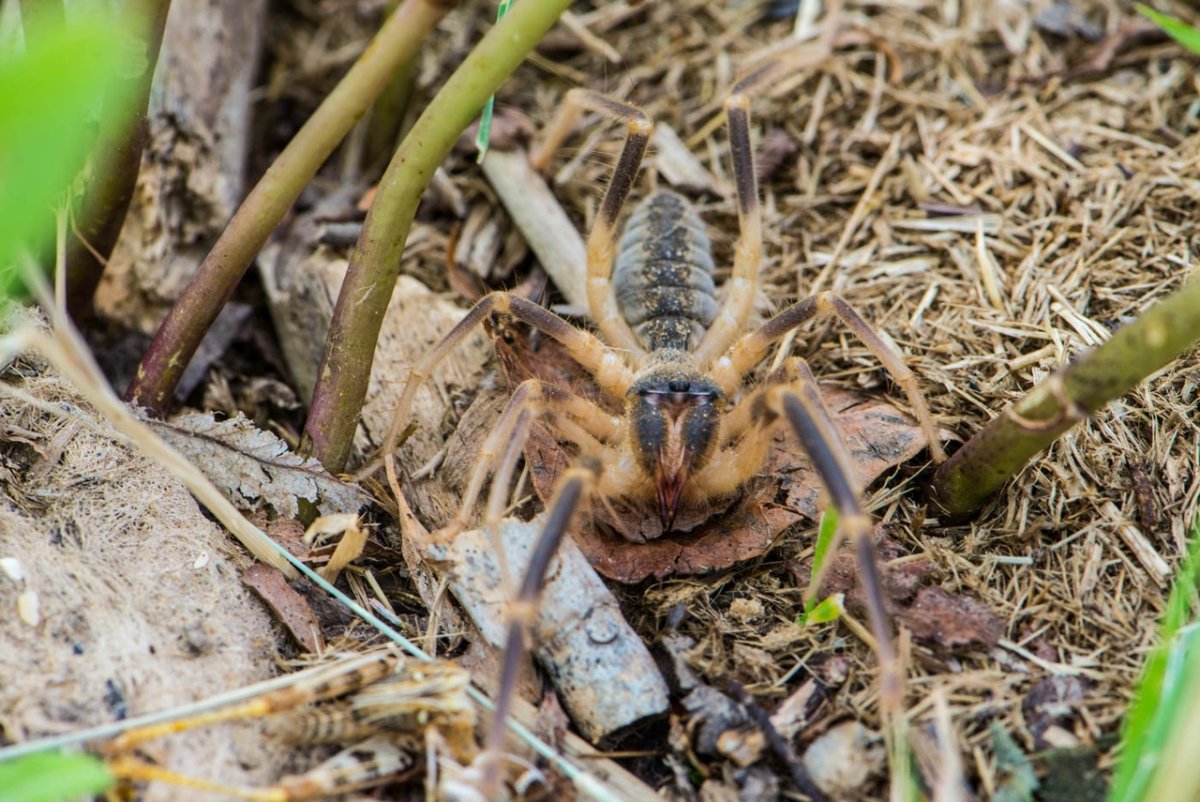 Сольпуга Астраханская