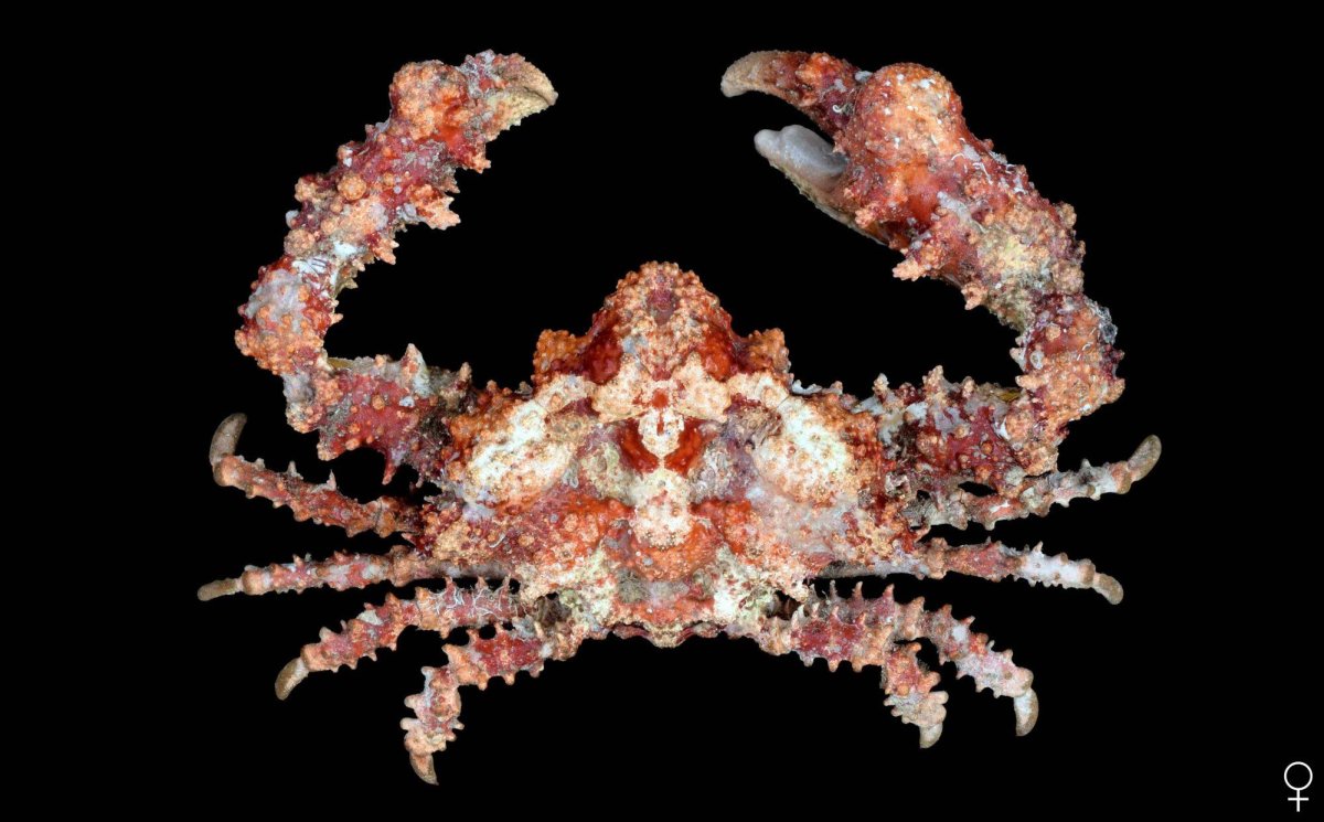 Краб референс