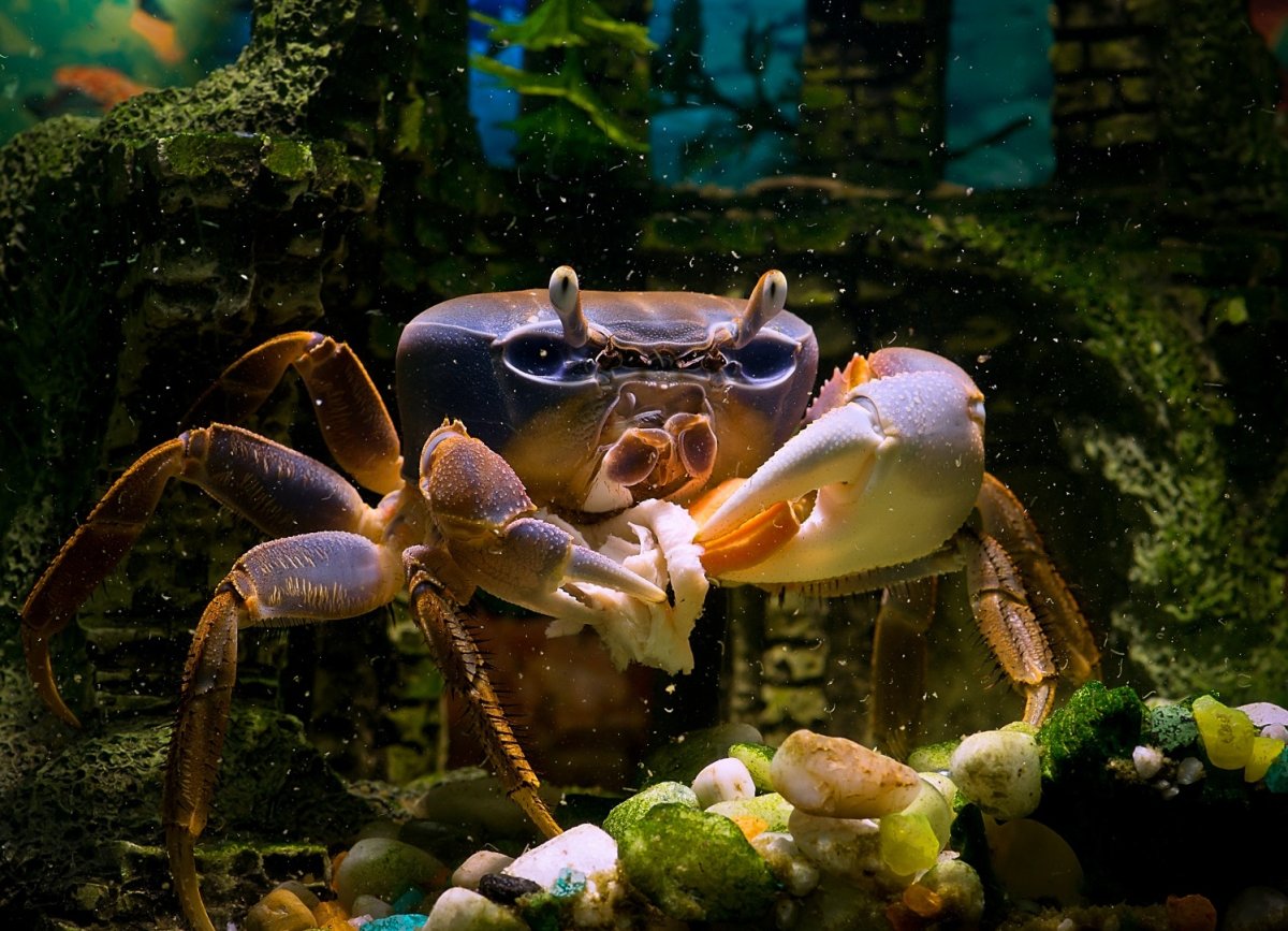 Краб вид сверху